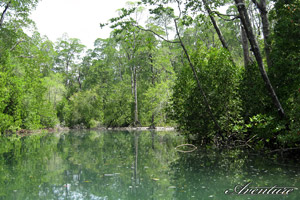 In the mangrove forest